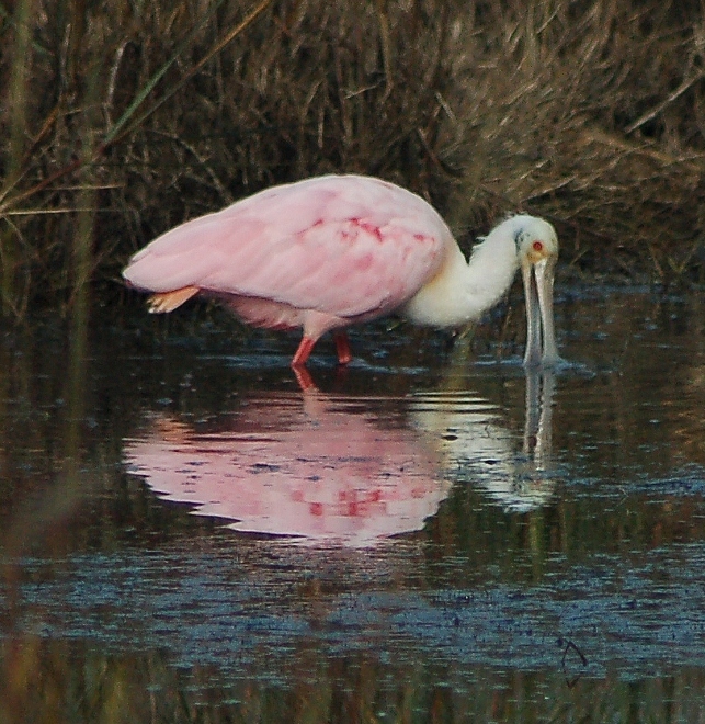 spoonbill 